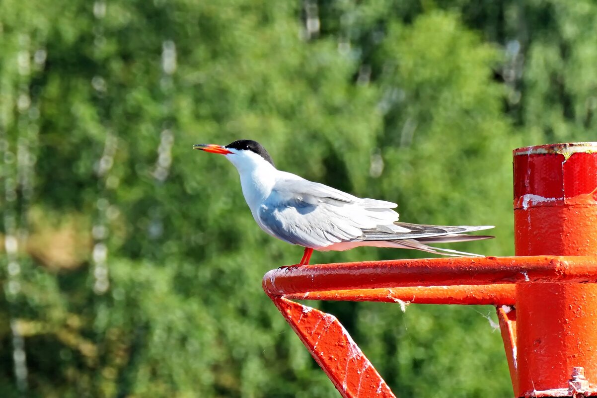Крачка - Валерий Судачок