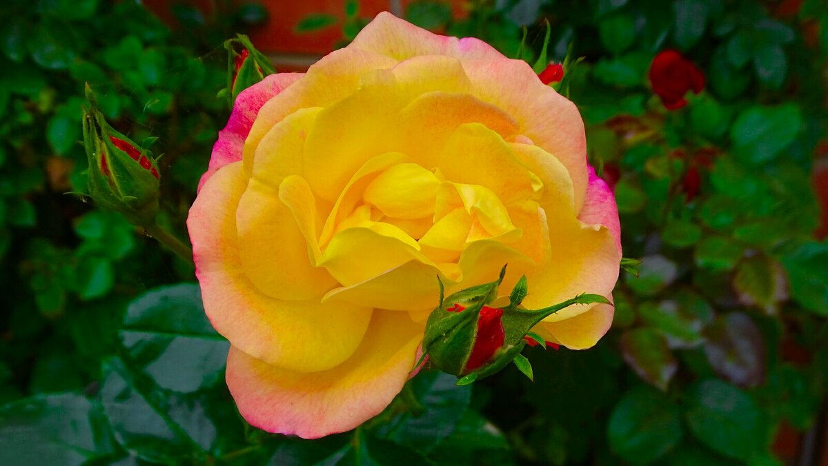 Цветёт роза в городе в конце сентября. - Милешкин Владимир Алексеевич 