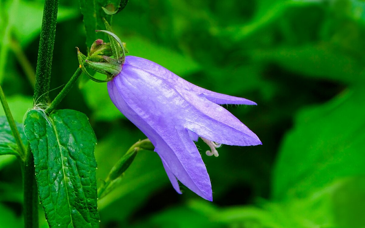 Колокольчик в городе в конце сентября. - Милешкин Владимир Алексеевич Колокольчик в городе в конце сентября. - Милешкин Владимир Алексеевич