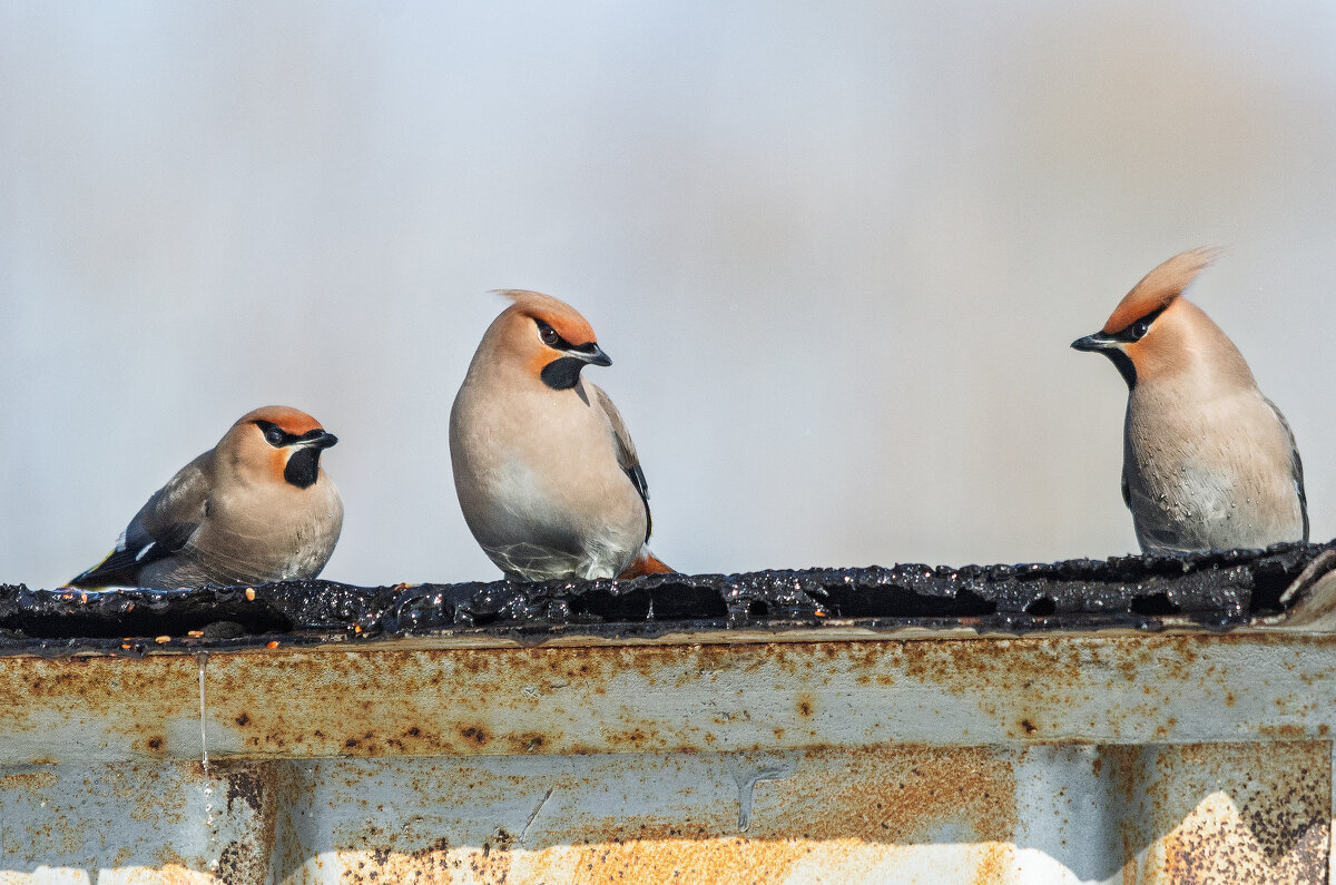 Свиристели - Виктор Иванович Чернюк
