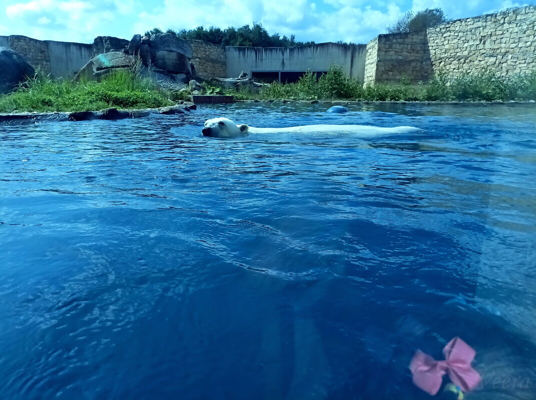 Купание белого медведя - Veera V