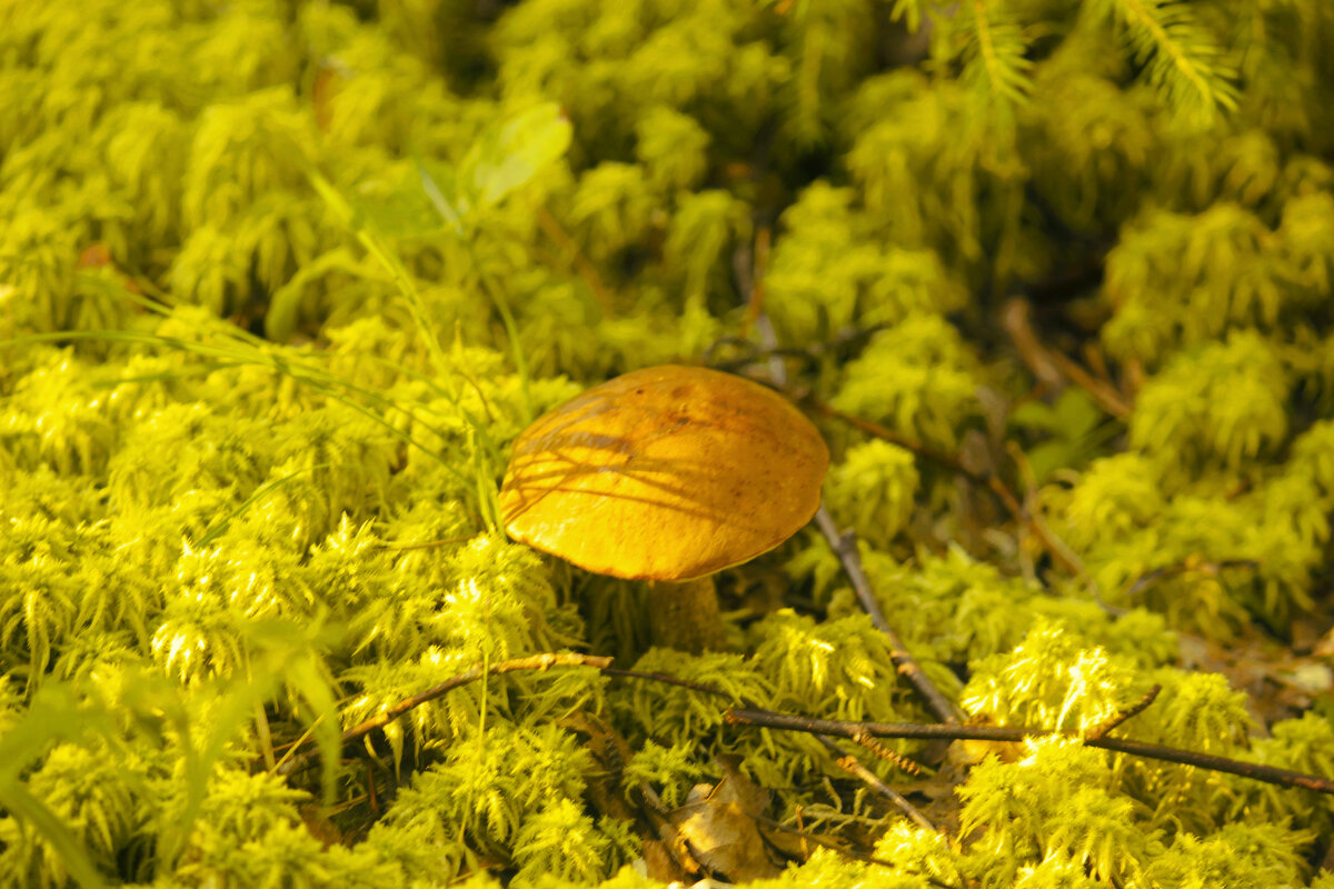 Летний день в лесу - Сергей Кочнев