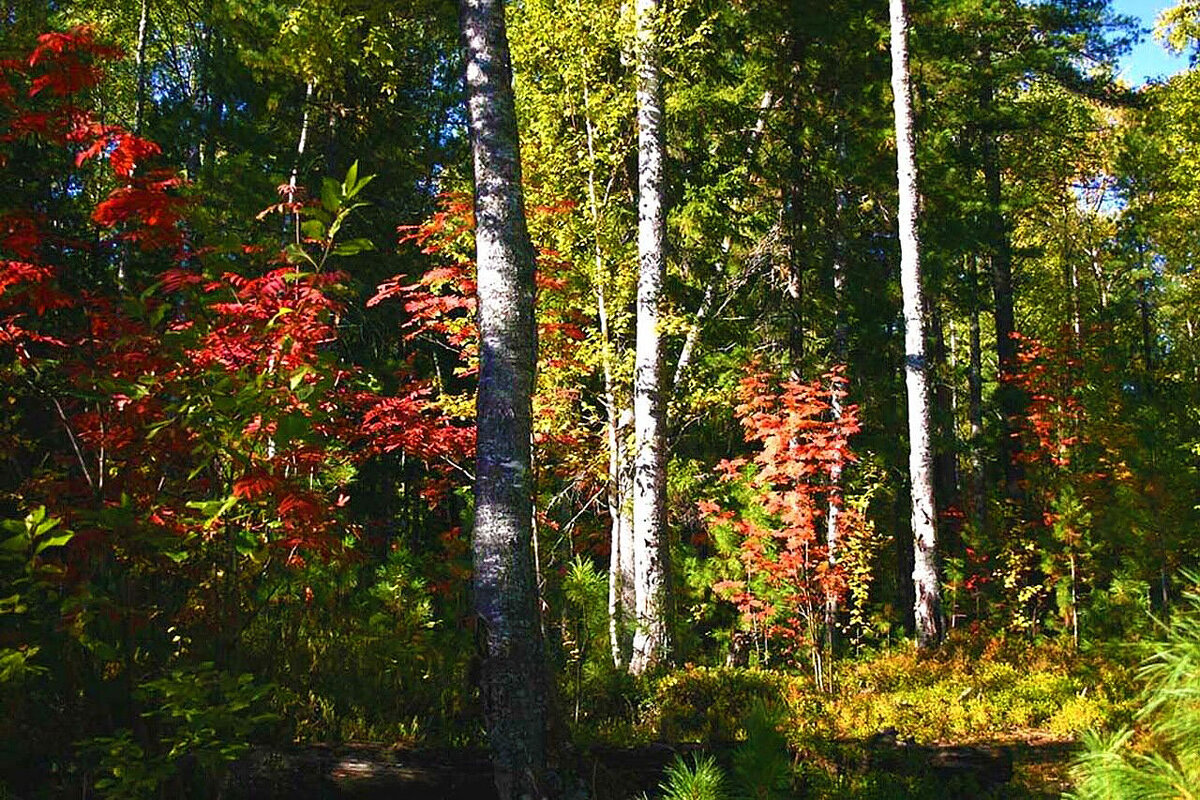 Осень в глубмне островной тайги! - Владимир 