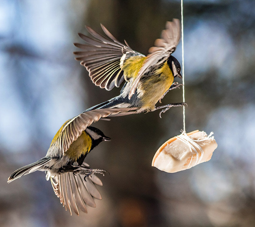Синицы - SanSan 