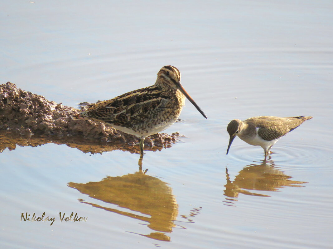 Бекас и кулик перевозчик - Николай Волков Бекас и кулик перевозчик - Николай Волков