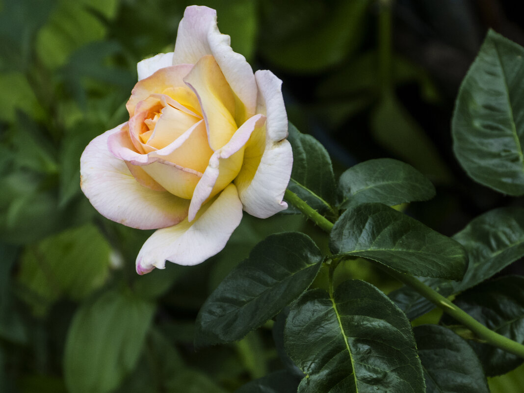 Бутон Глории Дей - Валентин Семчишин Бутон Глории Дей - Валентин Семчишин