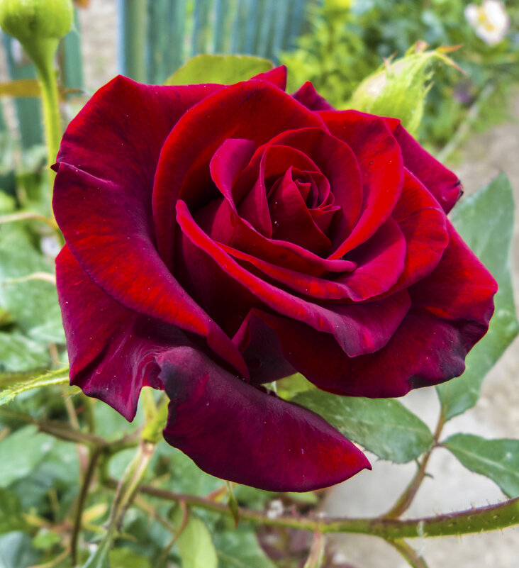 Бархатная  роза - Валентин Семчишин