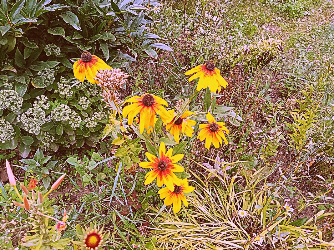 Цветы. - Владимир Драгунский