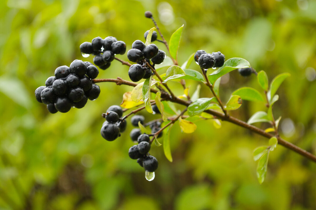 Арония черноплодная - Александр Лычагин