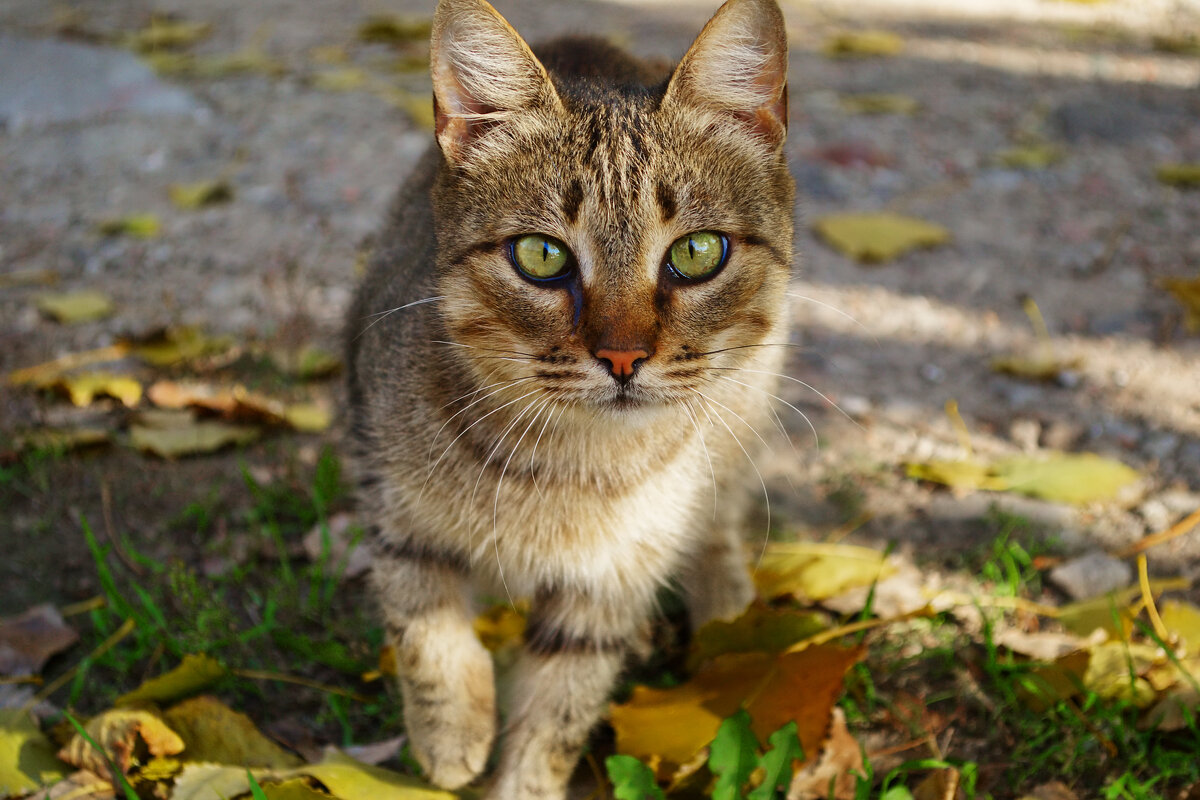 Кошка - Александр Лычагин
