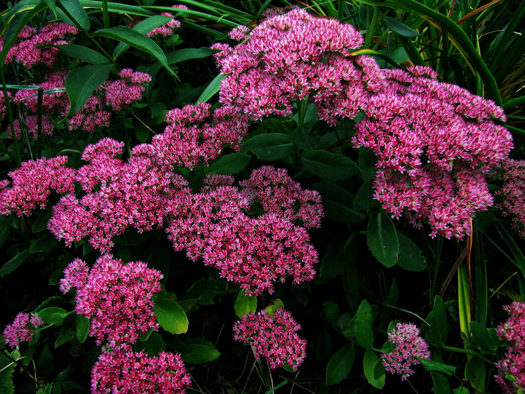 Очиток цветёт - Людмила Смородинская
