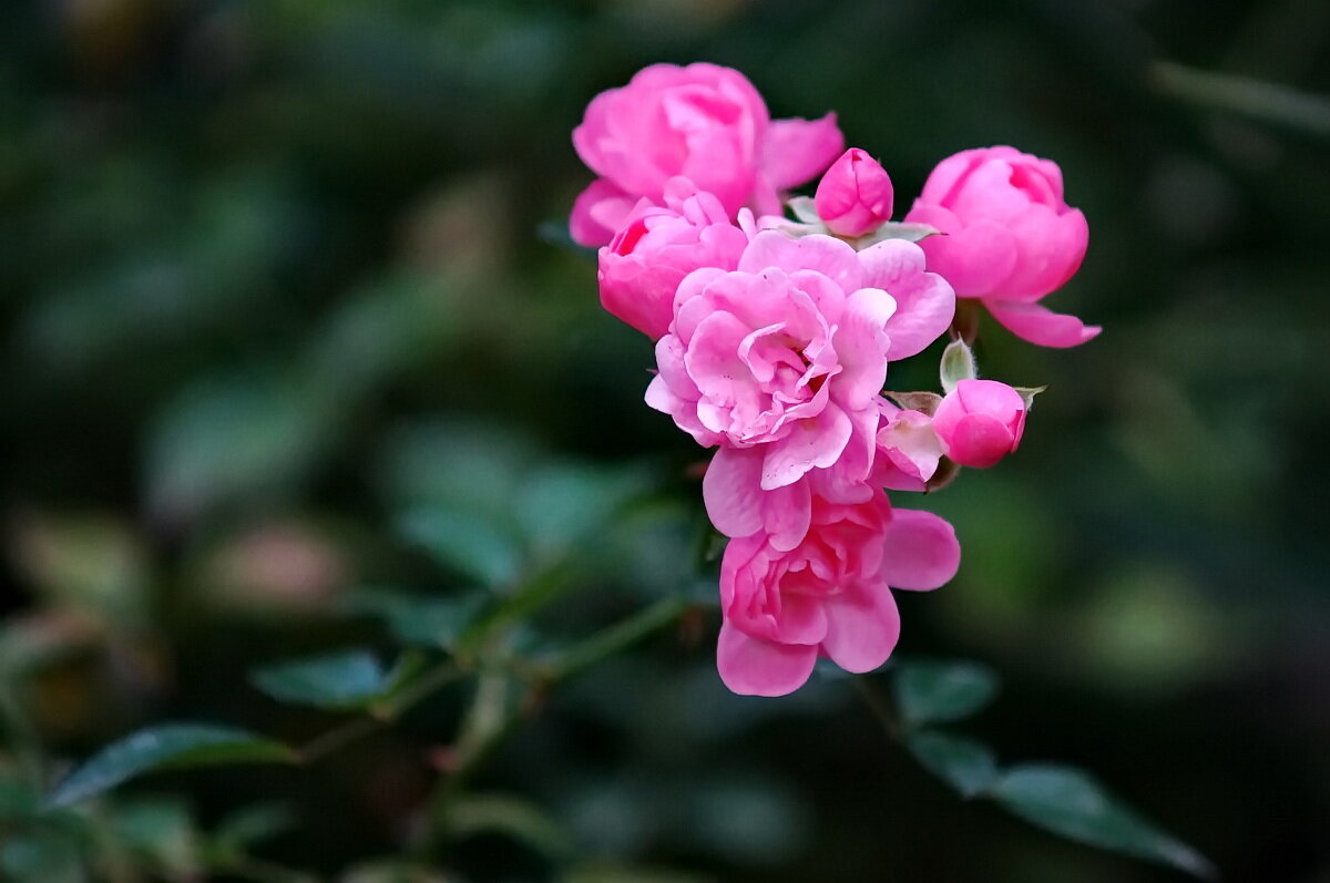 Про розы Сентября... - Николай Саржанов