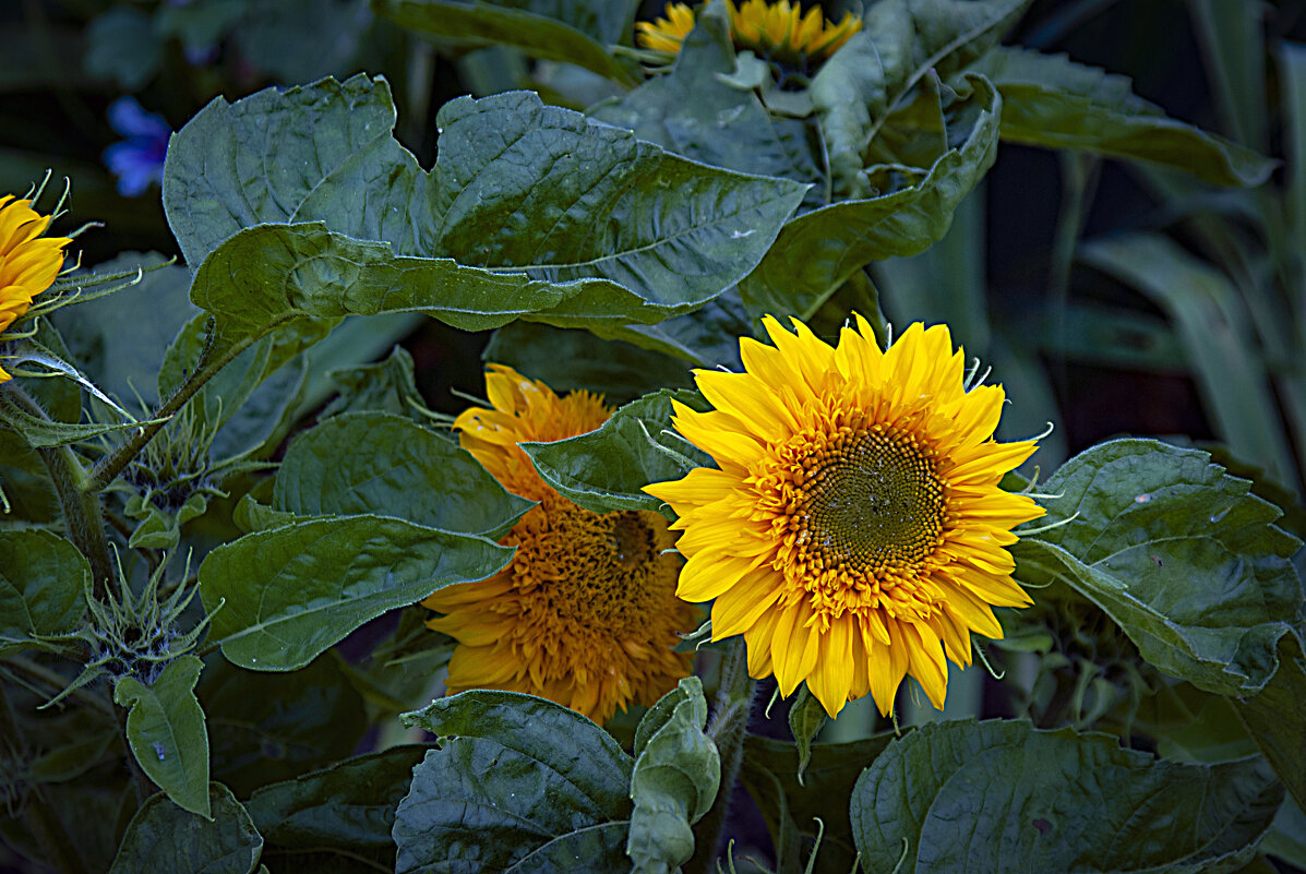 Фотозарисовка с подсолнушком - Владимир Кроливец
