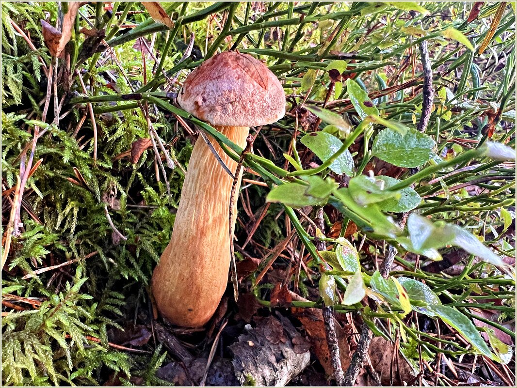 Золотистый боровичок. - Валерия Комова Золотистый боровичок. - Валерия Комова