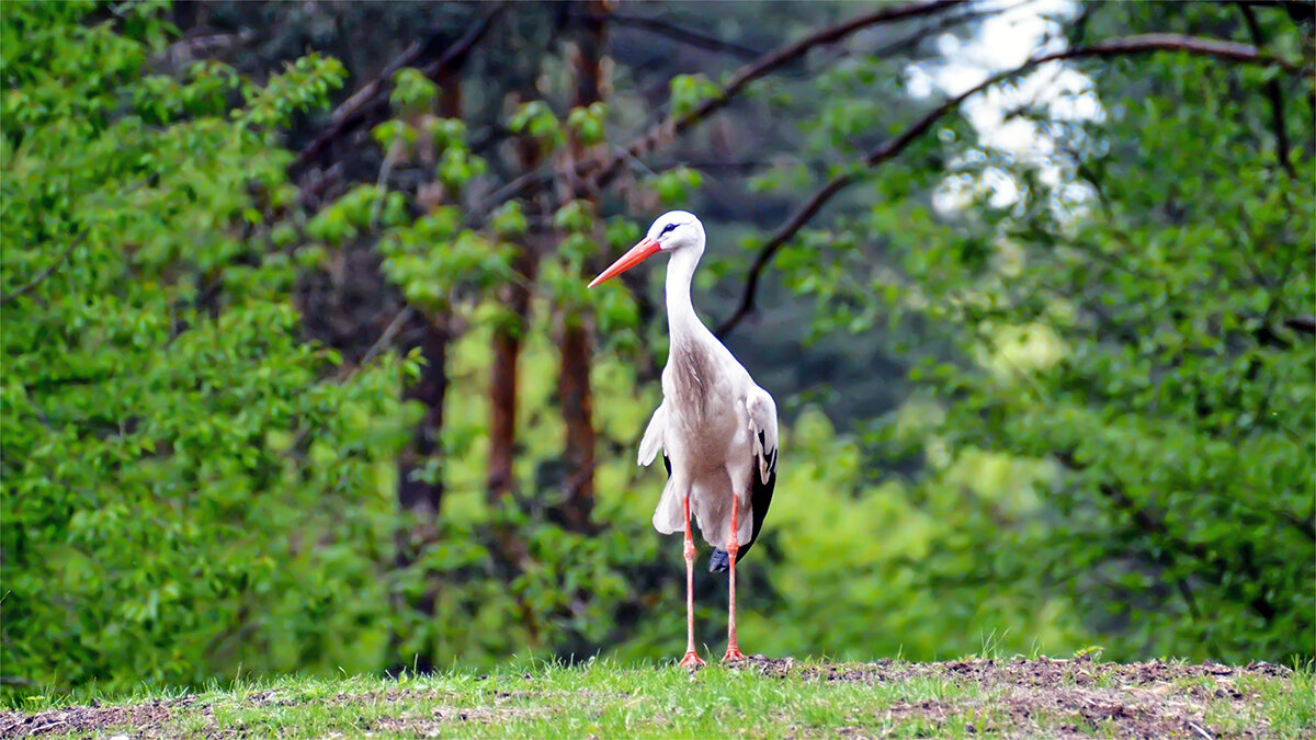 Герой нашего леса - Alexandеr P