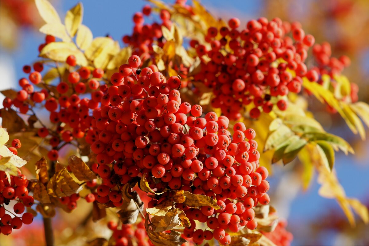Рябиновое время - Наталия Григорьева