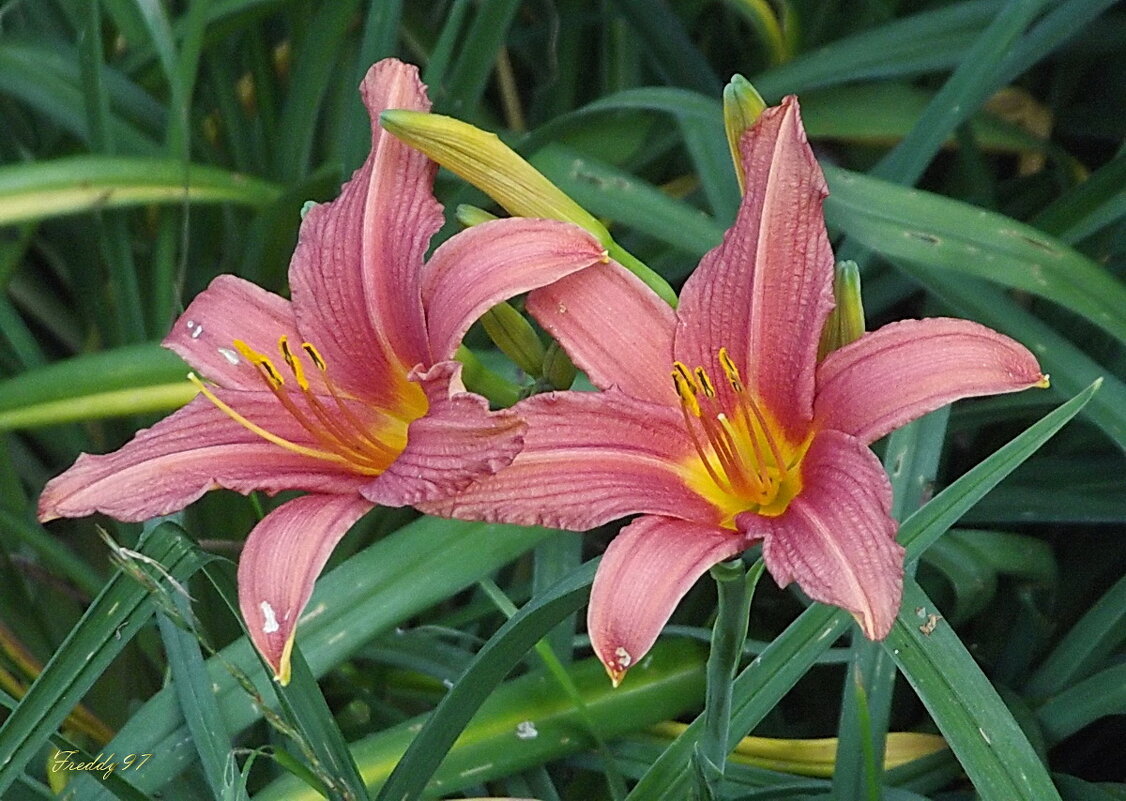 Лилейники - Freddy 97