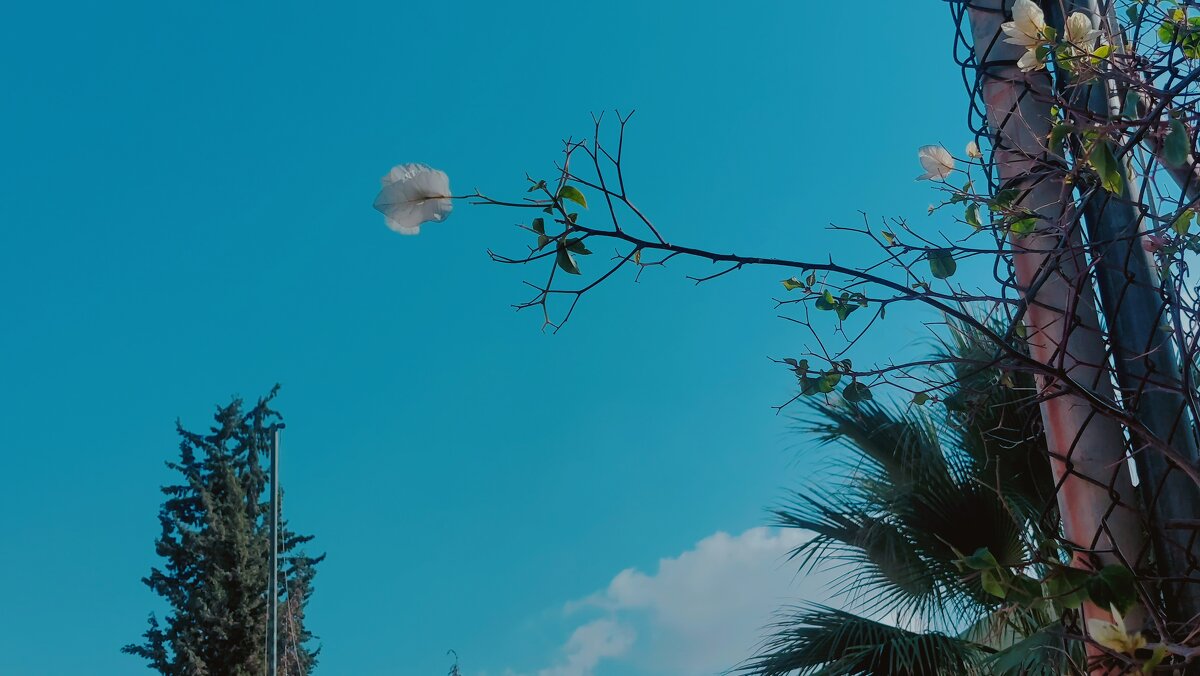 13  ОПЕН (430) - OPEN WAYS ALL