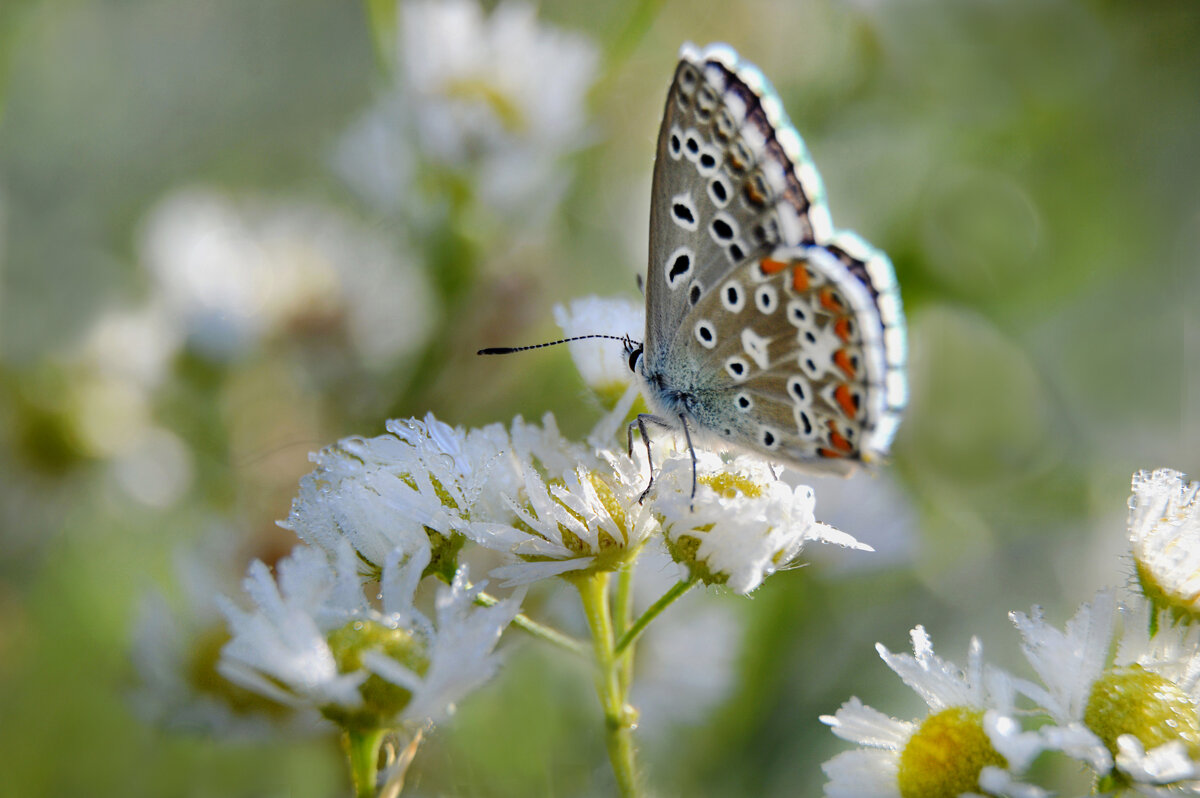 Голубянка - Надежда Куркина 