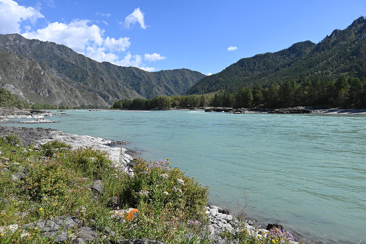 На берегу Катуни. - Валерий Медведев
