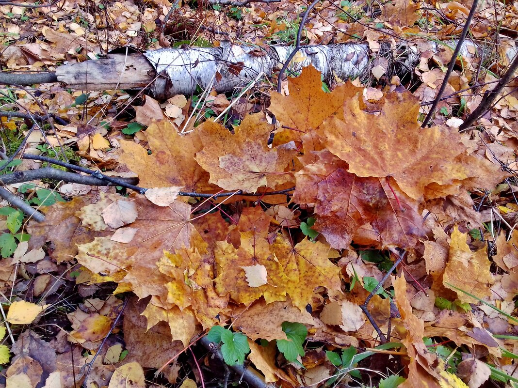 клен ты мой опавший - Владимир 