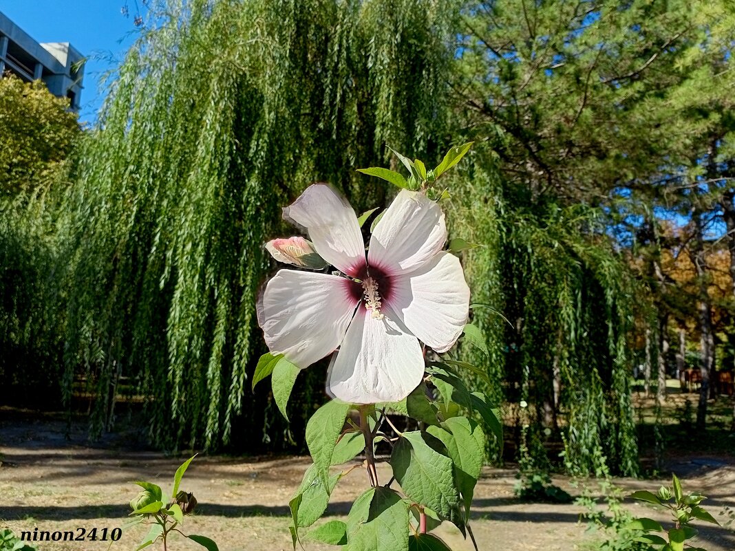 Осень в парке Октября - Нина Бутко