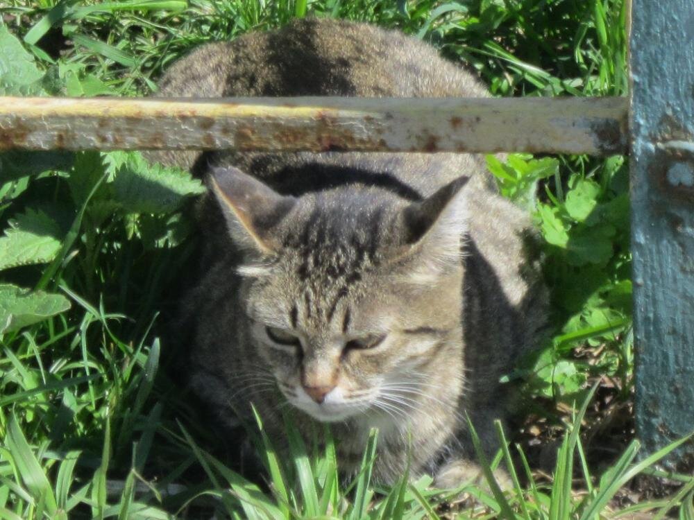 Кошка - Дмитрий Никитин