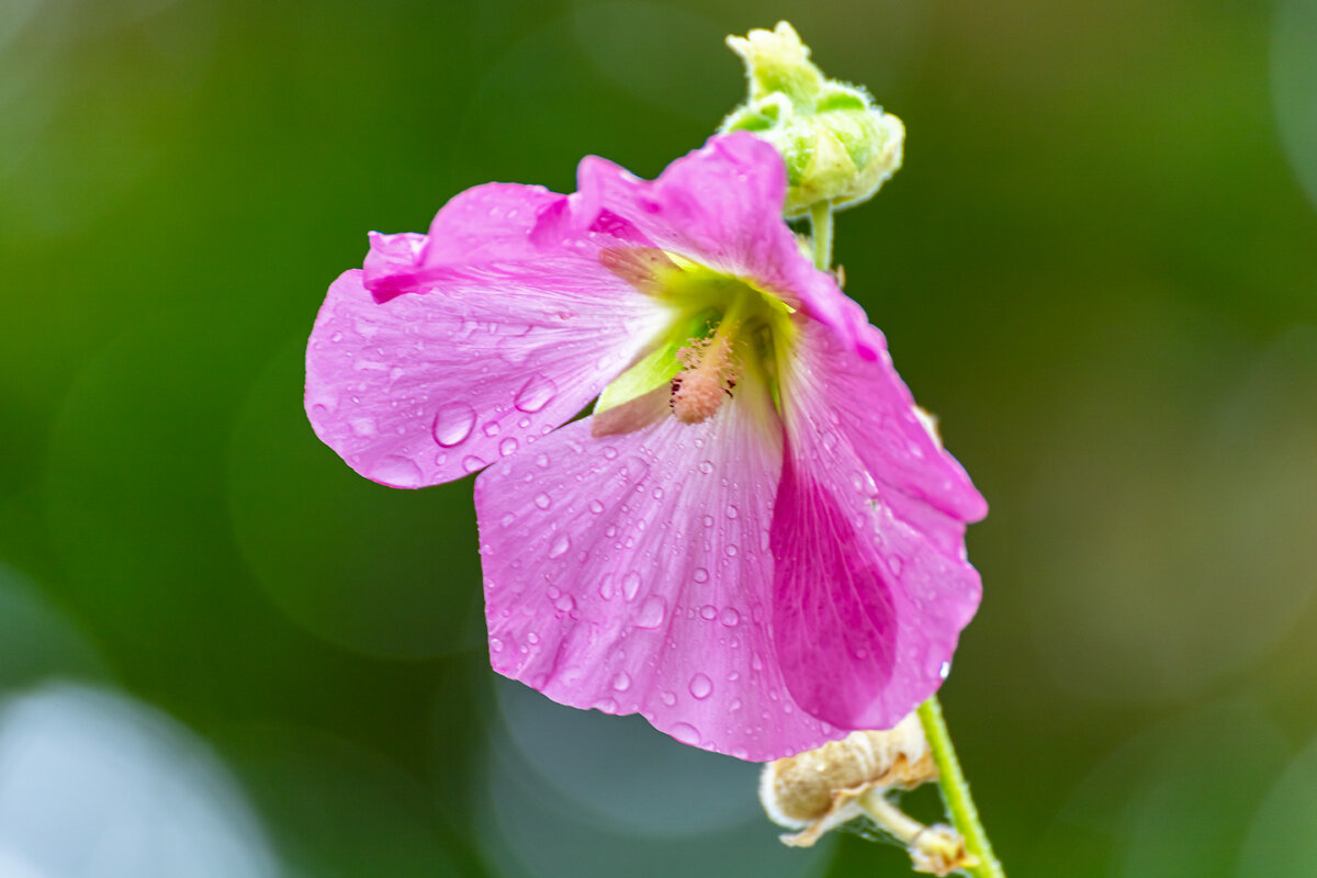 Цветочек - Александр 
