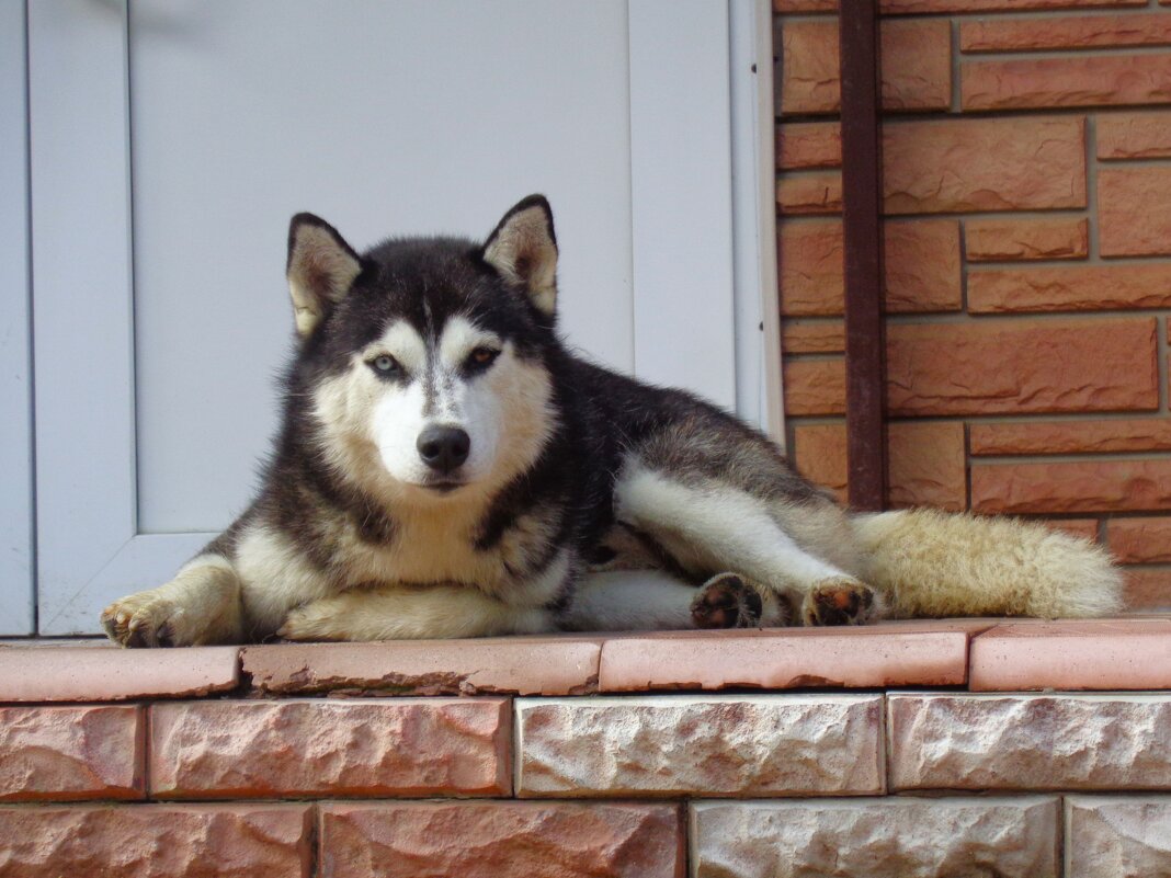 Хаски - Наталья 