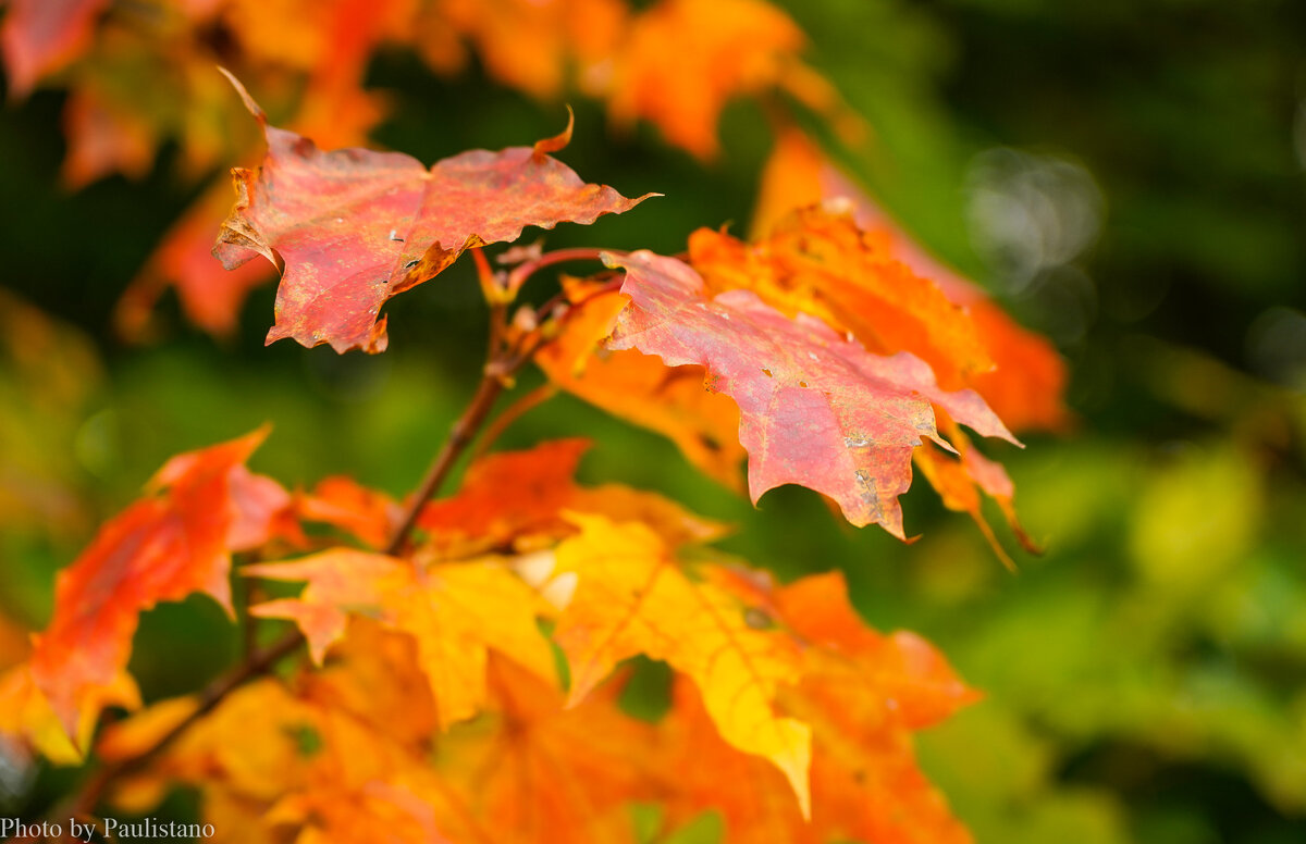 Палитра сентября... - Владимир Жданов Палитра сентября... - Владимир Жданов