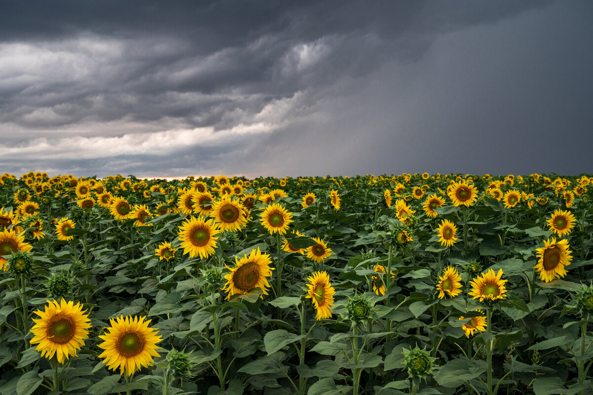 Перед грозой - Ирина 