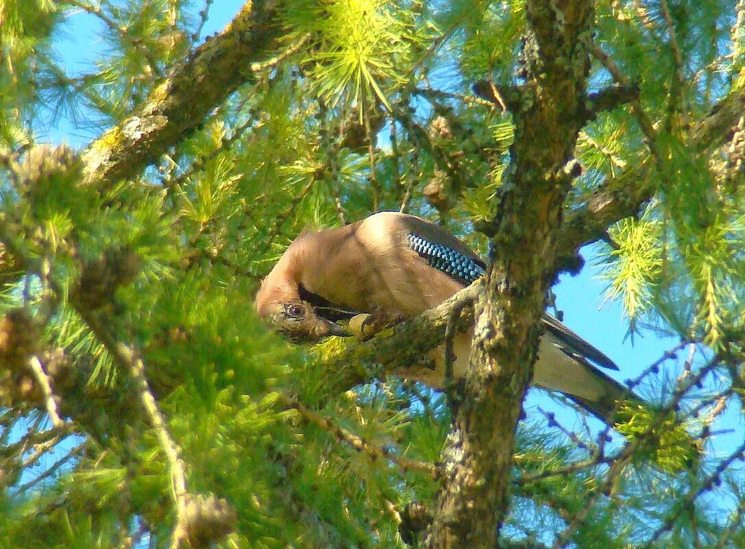 сойка - gawrilа - dan