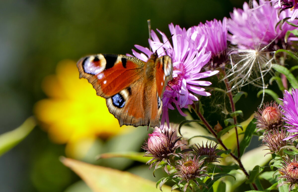 опять про бабочек 19 - Александр Прокудин