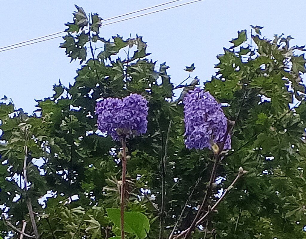 Сирень - Сапсан 