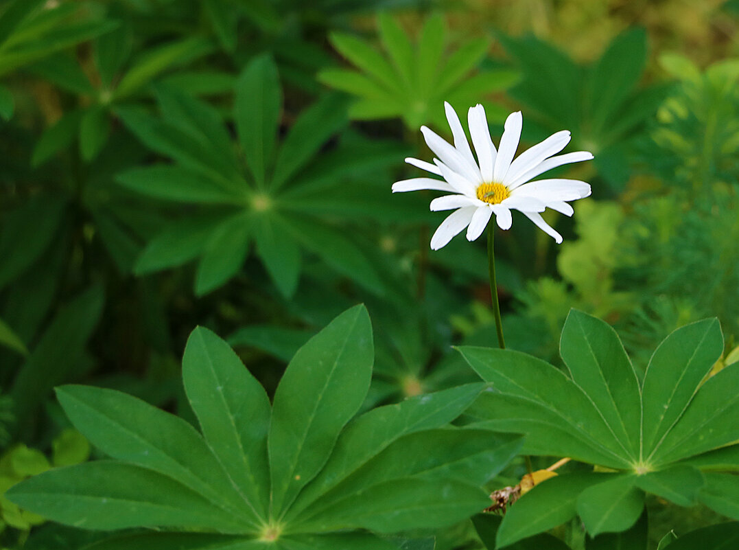 Стойкий (но не оловянный) солдатик! - Светлана Стойкий (но не оловянный) солдатик! - Светлана