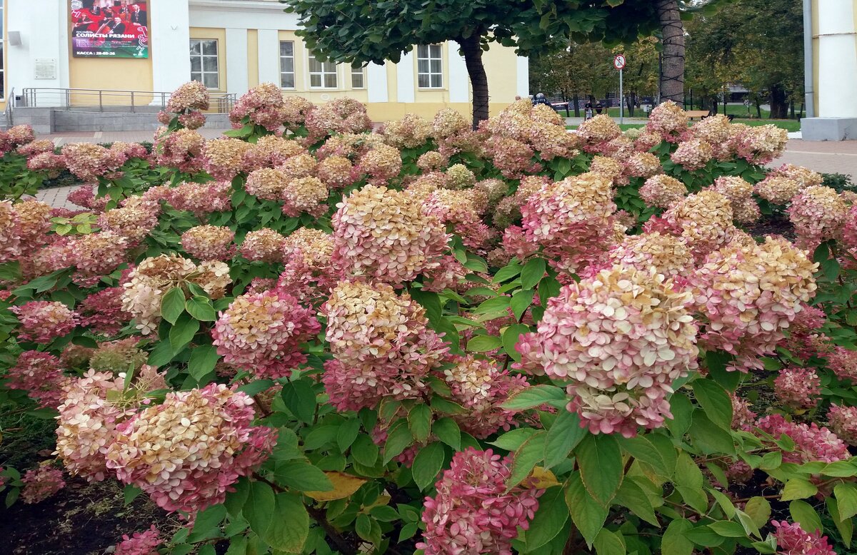 Цветы осени - Galina Solovova