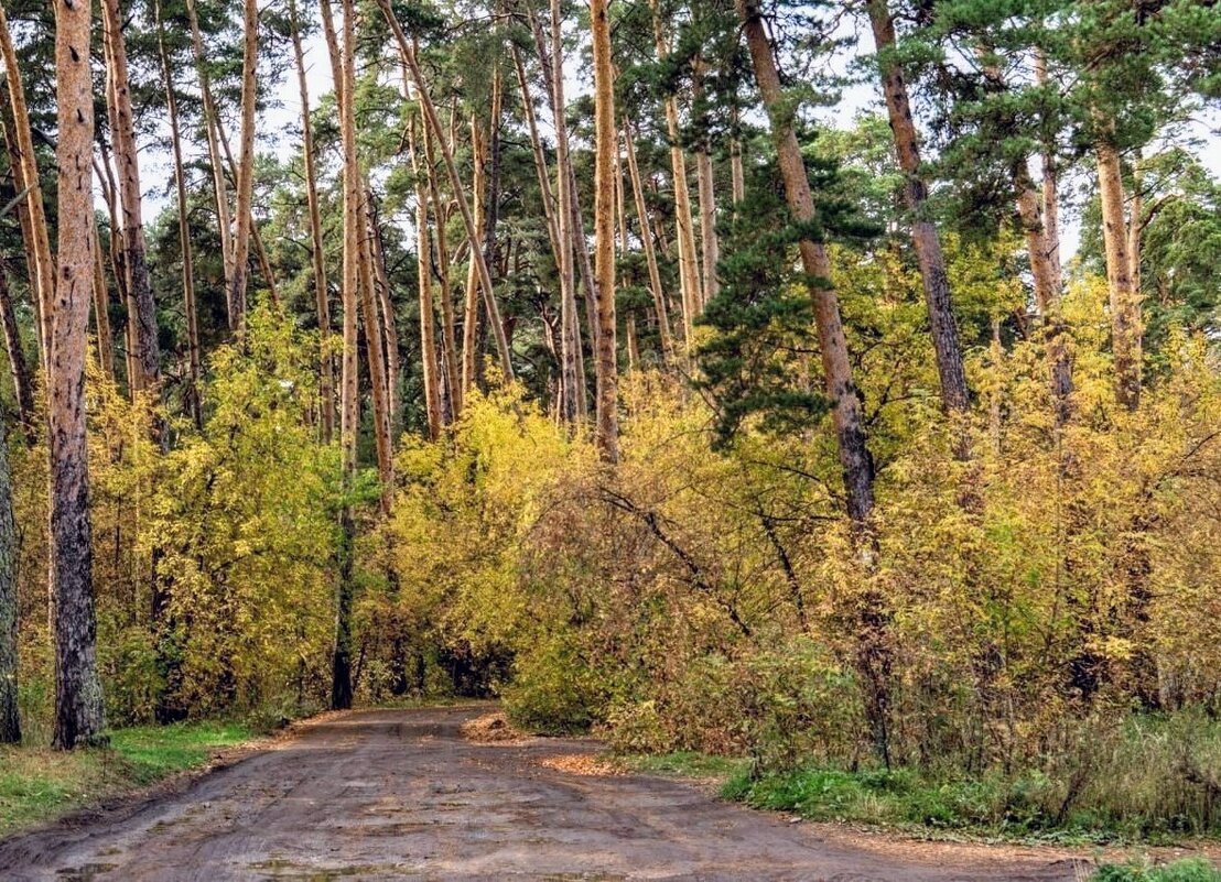Дорогами Осени! - Елена Хайдукова  ( Elena Fly )