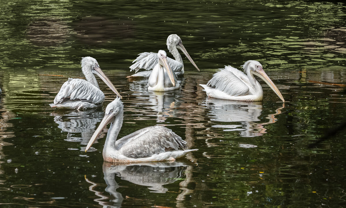 Пеликан - SanSan 