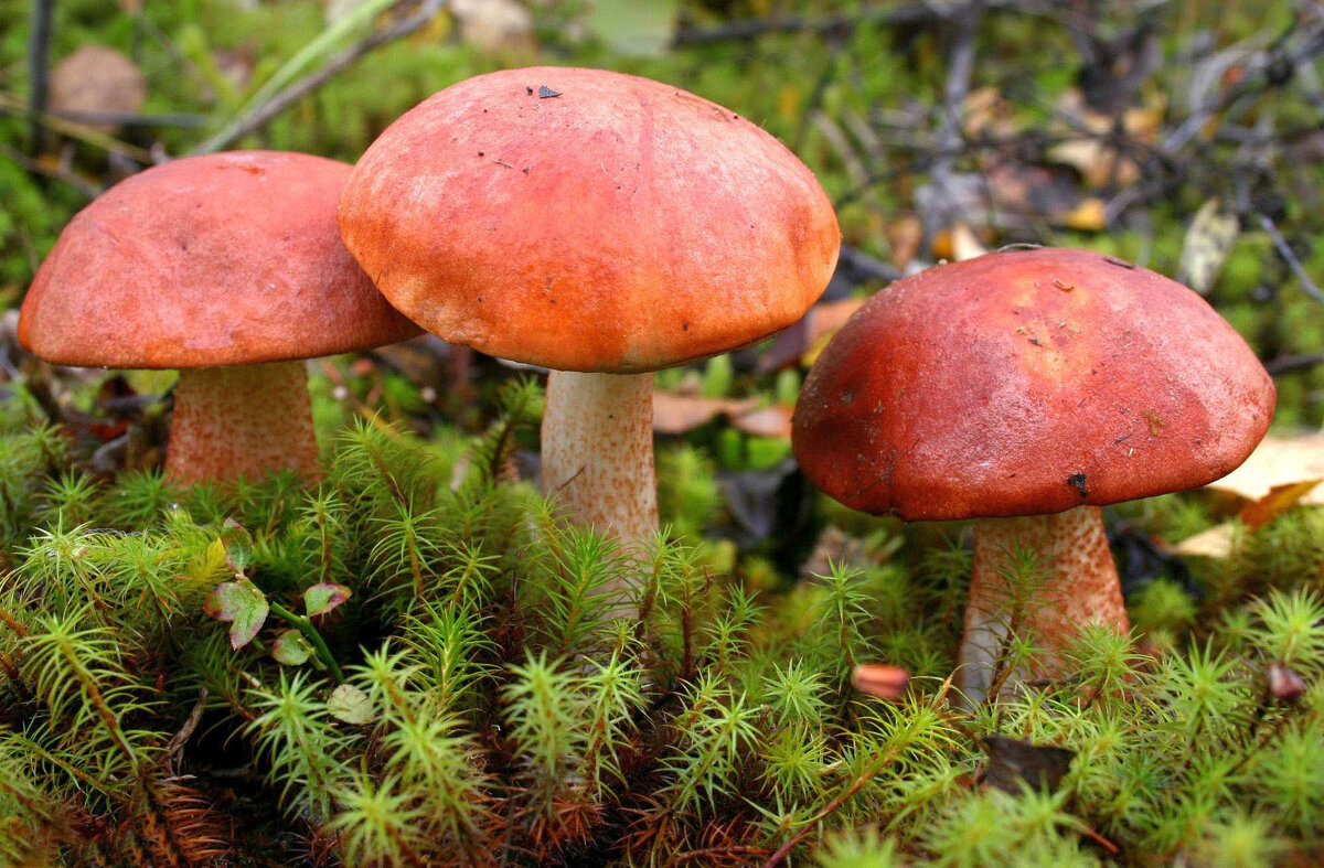 Осень...Подрумяненные сентябрем! - Владимир 