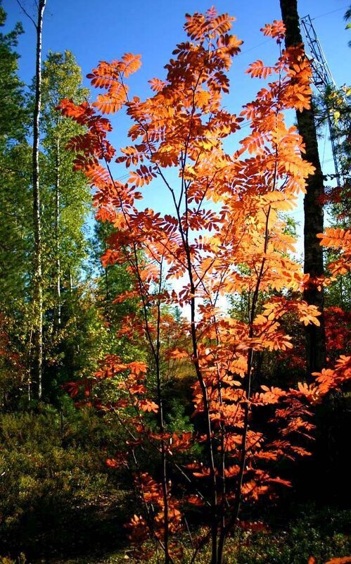 Осень...Рябины куст огненный! - Владимир 