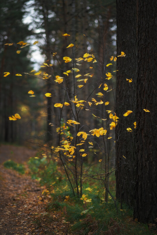 * - Александр Иванов