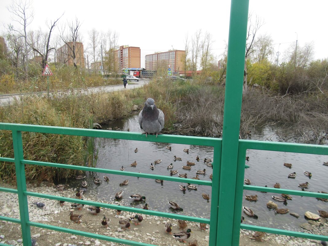 Уткин Дом - Андрей Макурин