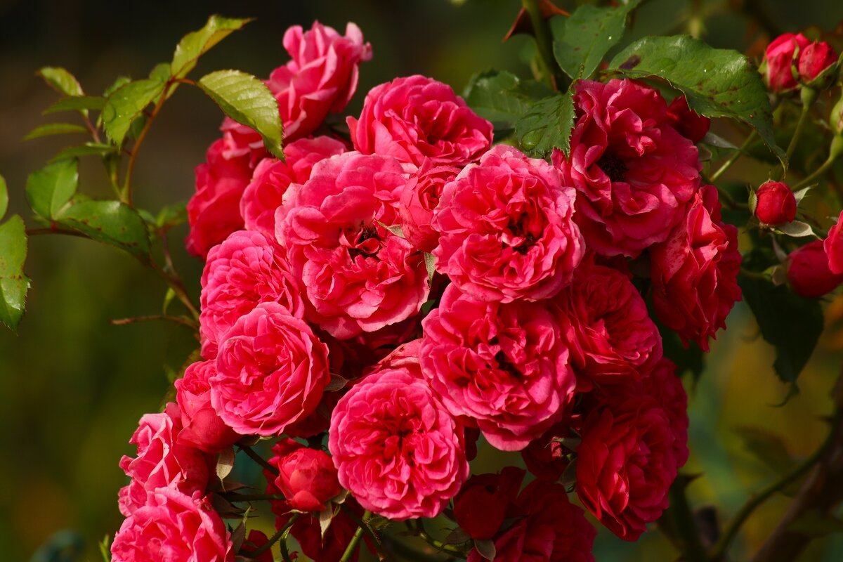 Розы сентября - Юрий. Шмаков Розы сентября - Юрий. Шмаков