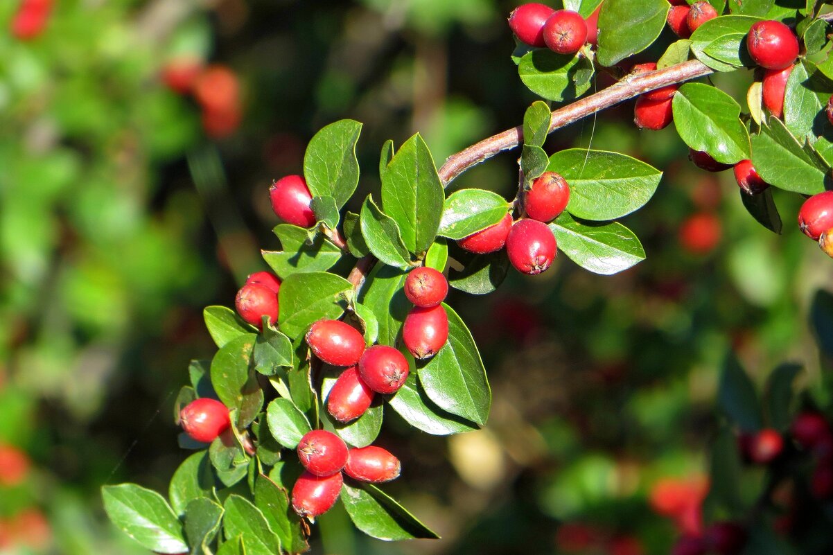 Кизильник блестящий - декоративный кустарник - Татьяна Смоляниченко