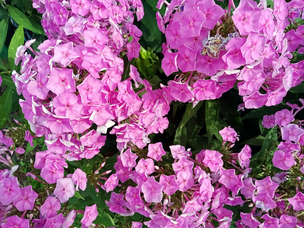 Цветы. - Владимир Драгунский