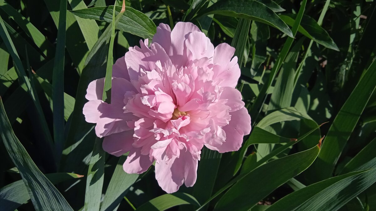 когда цвели пионы - Елена Шаламова