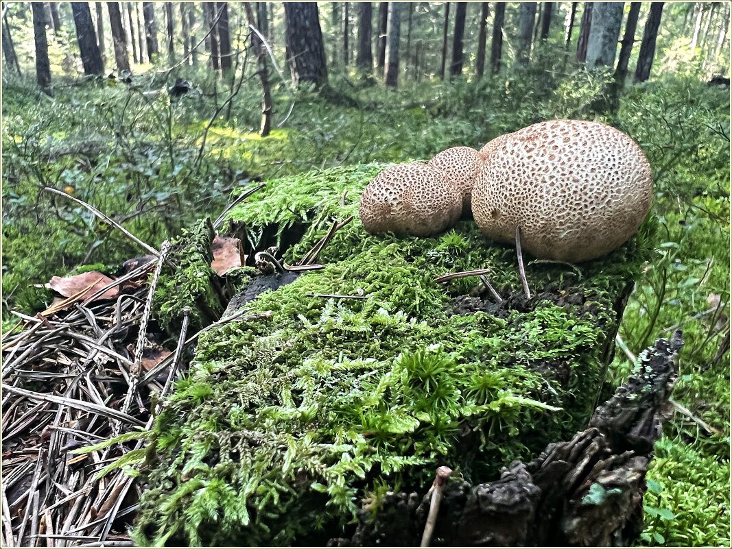 Ложнодождевики. - Валерия Комова Ложнодождевики. - Валерия Комова