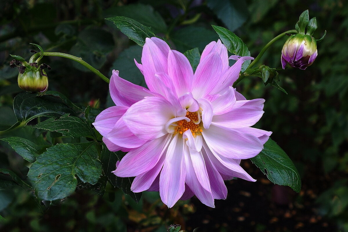 Георгины Веселые ребята - Рита Симонова