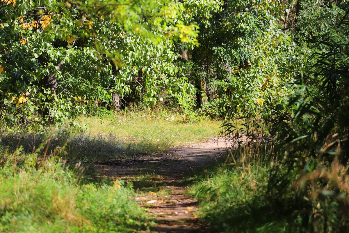 В парке - Андрей Л. В.