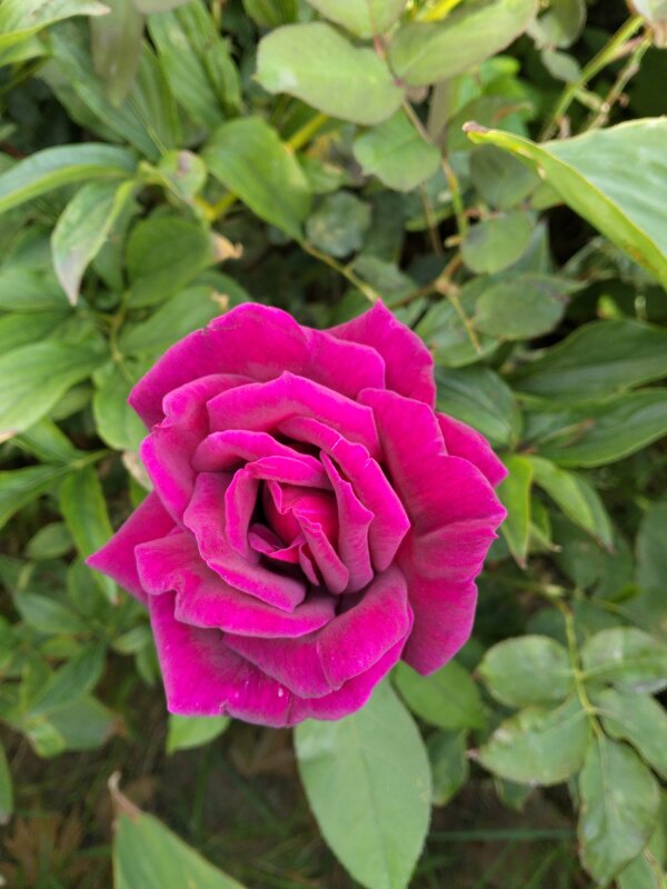 Роза - Giant Tao /